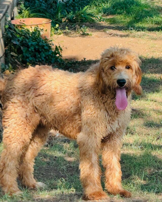 Meet Tammy! Since Lottie is retiring, Tammy is an F1 Goldendoodle & will be our new momma for our medium and standard F1b Goldendoodles! We expect her to have puppies in the next 4-6 months. She’s a wonderful girl, beautiful, with stunning highlights! She’ll produce very pretty puppies, low-no shedding, tan to red in color with amazing temperaments. We’re taking deposits for her litter of standard #f1bgoldendoodles already! #lostcreektammy #puppiescomingsoon