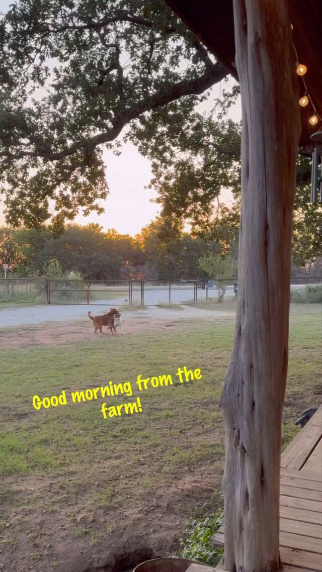 Patsy steals Bonnie’s ball. Mellie makes her “hound dog” attempt at playing ball. And Ruby steals my coffee. A typical morning on the farm. 🤣 ☕️ 🎾 #farmlife #texasmorning #goodmorning #happysaturday #lifeisbetterwithadog