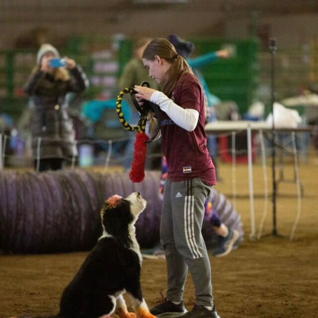 Congrats once again to Kaci and her boy Franklin! They finished 4th this year in their class at the NADAC Agility Championships in Gillette, WY! Amazing! And next year, Kaci will have two Lost Creek dogs competing - Franklin (Rosa X George Grimes F1 Bordoodles) and Benjamin (Dicey X Uncle Jack F1 Bordoodle)! Kaci’s amazing!!! Be sure to follow Franklin @franklin_the_bordoodle ! #NADAC #agilitydog #lostcreekbordoodles #agilitychampionship