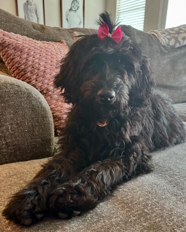 Sweet Aubrey, the F1 Goldendoodle! She went home to a wonderful family in Austin! #lostcreekgoldendoodles #goldendoodle #f1goldendoodle #blackgoldendoodle #goldendoodles