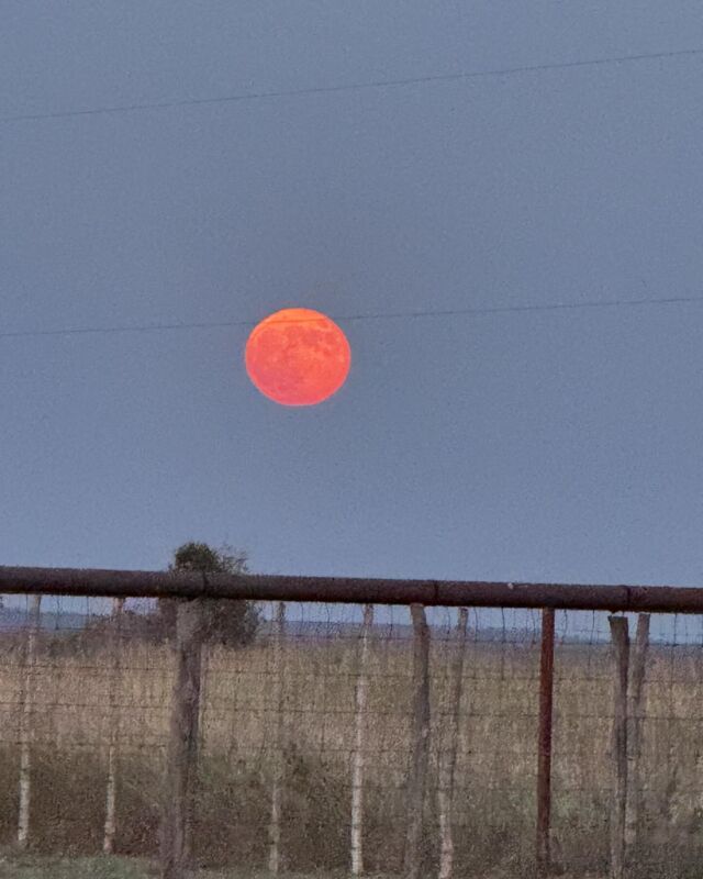 Full moon rising. This one’s called the Hunter’s Moon, because its light has been used for night hunting for many centuries.  Also called the Blood Moon. Those stories are old as well, and morbid. This full moon is why Halloween imagery often has the low, reddish full moon! #halloween #fullmoon #huntersmoon #bloodmoon #farmlife