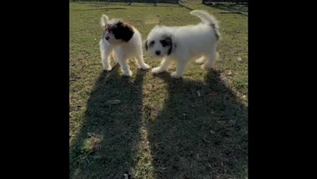 Sweet silly girls looking for their family. Contact us for information on these fun puppies! #lostcreekamds #australianmountaindoodles #lostcreekmaggie