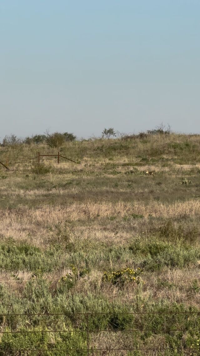 Predator in the pasture.  She stays outside that fence on the perimeter of the animals. I don’t think she wants any part of ol’ Duke! Remember, it’s /kī’ōt/ (2 syllables!)