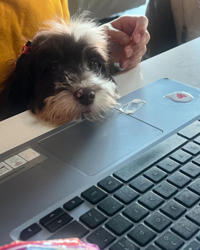 Maple, the mini-Australian Mountain Doodle went home to her family last week in NM! She’s already helping her momma work! #lostcreekamds #australianmountaindoodle #lostcreekmaggie #takeyourdogtowork