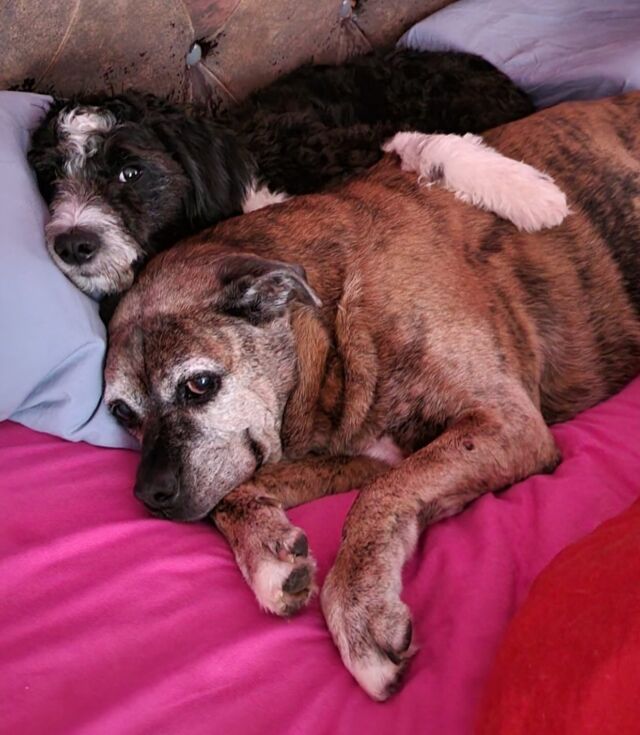 This is Loona! She’s an F1 Bordoodle (Dicey litter) and she loves her family! This is her with her best friends (Simon the cat and Rufus the 15 year old Boxer.) Loona’s momma says she’s doing great and knows over 30 commands! Way to go Loona! #lostcreekbordoodles #bordoodlesofinstagram #smartdoodle #lostcreekdicey #besties