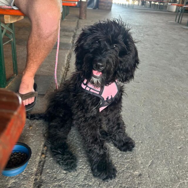 Meet sweet Scottie Swingle! She’s living the good life down in #atx with her new family! Scottie is an F1 Goldendoodle from Ruby’s last litter. #lostcreekgoldendoodles #f1goldendoodle #austindogs