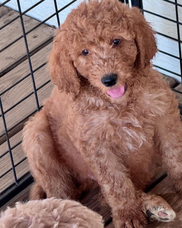 This guy is the only puppy left from Lottie’s litter of medium F1b Goldendoodles! Message us, he’s ready to go home! #f1bgoldendoodle #doodlepuppy #lostcreekgoldendoodles #doodlepuppies #lostcreeklottie #sweetestboy