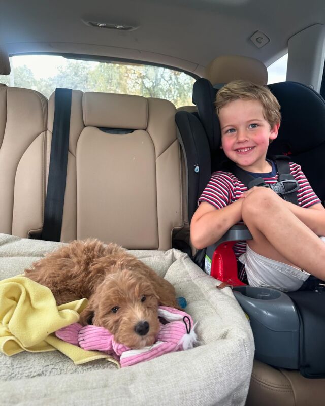 Meet Dolly! She lives down in San Antonio with her new family and her super sweet new big brother! She’s even watching for her boy after school!! She’s a Lottie X Cooper F1b Goldendoodle. #lostcreekgoldendoodles #f1bgoldendoodle #doodlepuppy #lostcreeklottie #aboyandhisdog