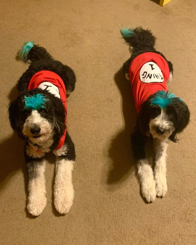 Franklin and Benjamin were Thing 1 and Thing 2 for Halloween! Precious. Send us your puppy Halloween pictures and we’ll share them! @franklin_the_bordoodle #lostcreekbordoodles #lostcreekdicey #agilitydogs #halloweendogs #dogcostume #halloween2024 #halloweendoodles #trickortreat #puppycostume