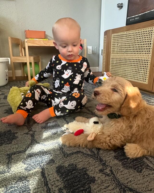 This is Goose! He’s a Lottie X Cooper F1b Goldendoodle and he lives down in Austin. His momma says he’s doing well and was sooo gentle with her little nephew! 🥰 We have one of his brothers still available! Message us! He’s fantastic!