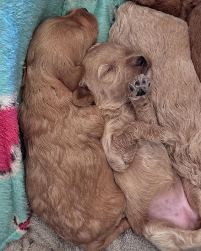 mini-Goldendoodles are here! We have 2 selection spots available for Fay’s litter of minis so message us asap! They’ll be between 15 and 25 pounds and will be ready to go home in early December! 🎄 #lostcreekfay #minigoldendoodle #minidoodle #minidoodlesofinstagram #lostcreekgoldendoodles