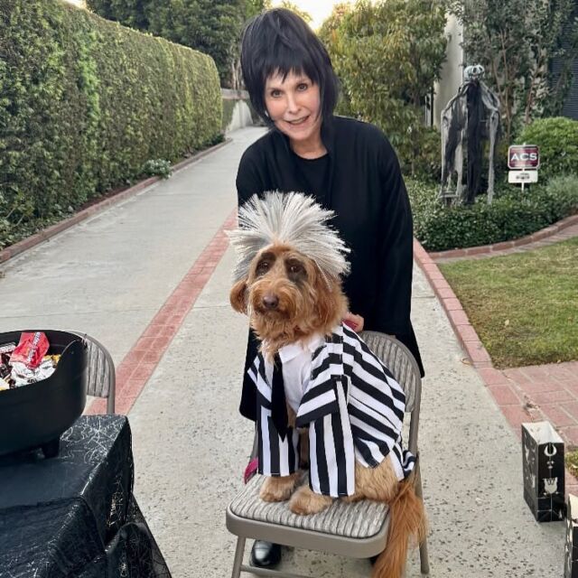 Stella the #goldendoodle was #beetlejuice for Halloween! Clever!!! (Send us your Halloween puppy pics and we’ll share!) #doggiehalloween #dogcostume #happyhalloween #lostcreekgoldendoodles #doodlehalloween #doodlecostume #trickortreat #halloween2024