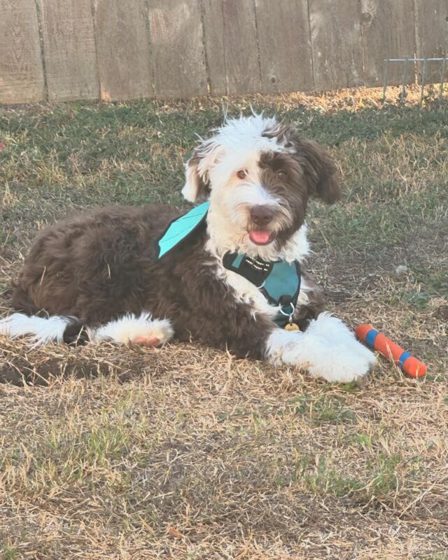 Wax, the #Bordoodle ! He dressed up in his little dragon wings for Halloween! This is what his momma said this week: “…He’s doing so well. He’s in training classes and they always tell us how smart he is. He loves his walks, his chuck it stick, and his current favorite toy is his wormy :).” Also, evidently one of his favorite foods is cheese! 🧀 🤣 Btw, this is a Patsy X Uncle Jack puppy, and if you’re interested, we have a litter on the way! #lostcreekbordoodles #bordoodlesofinstagram #bordoodles #halloweendoodles #dogcostume #bordoodlehalloween #puppyhalloween