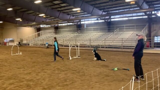 Benjamin the #bordoodle is improving quickly! Great work Ben and Kaci! Keep us posted! #lostcreekdicey #lostcreekbordoodles #agilitytraining #dogagility #dogagilitytraining