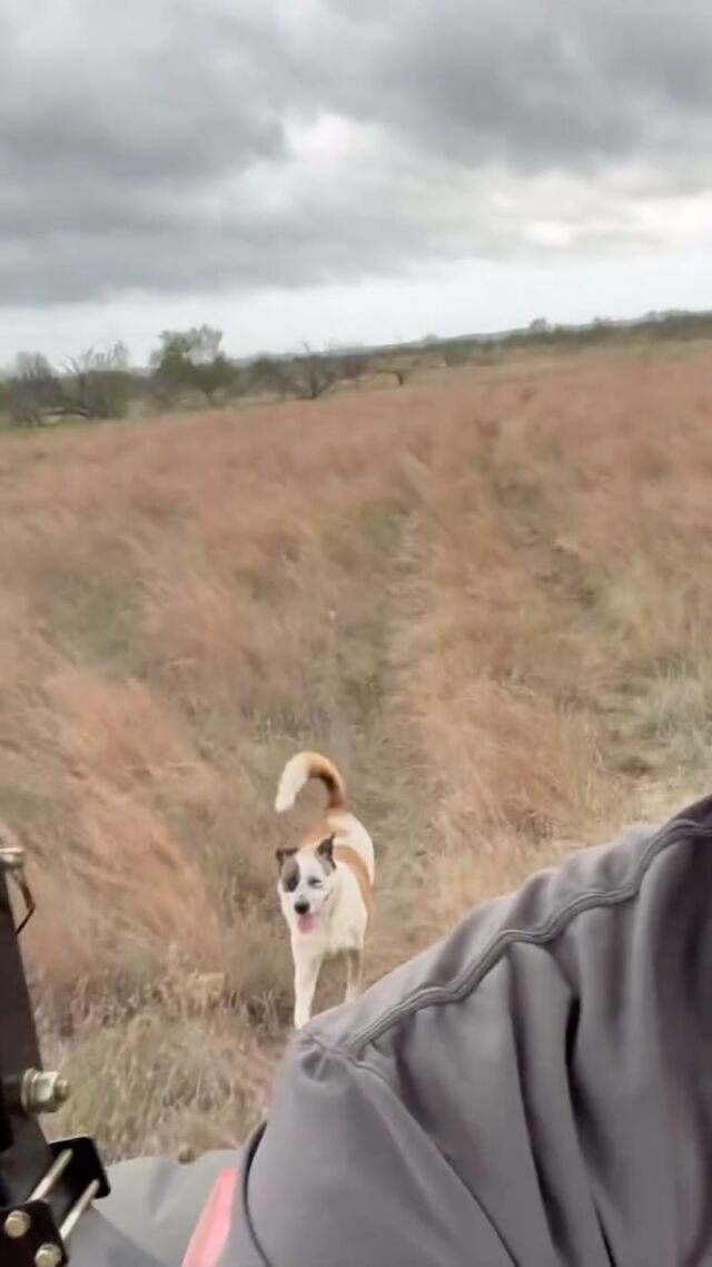 #rodneyatkins #amanonatractor #farmlife #doginafield #smilingdog #happydog #ranchdog #happyman