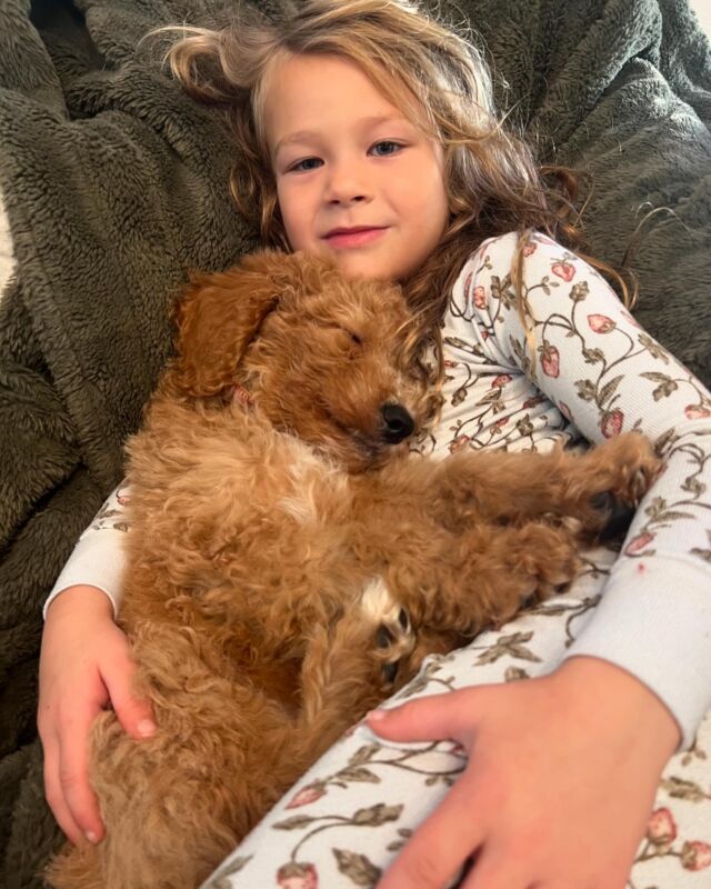 More of Ace and his family! #lostcreekgoldendoodles #lostcreeklottie #goldendoodlepuppy #puppyfamily #dfwdogs #goldendoodlef1b #goldendoodlesofinstagram #goldendoodles #goldendoodle