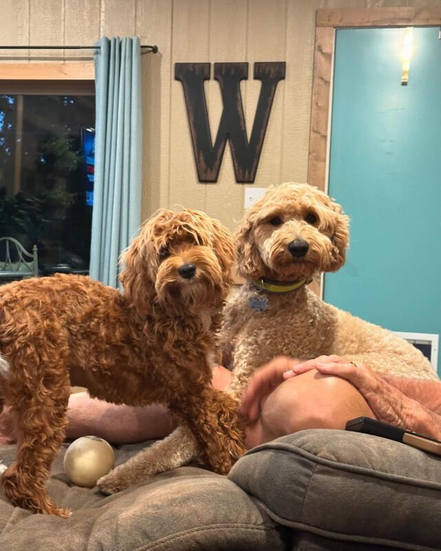 Rubi and Remi! Rubi is a Fay X Brandon mini-Goldendoodle and Remi is an F1 Goldendoodle from Bonnie and George Grimes. Living the great life out on the lake! #bestfriends #minigoldendoodlepuppy #lostcreekfay #goldendoodles #lostcreekgoldendoodles