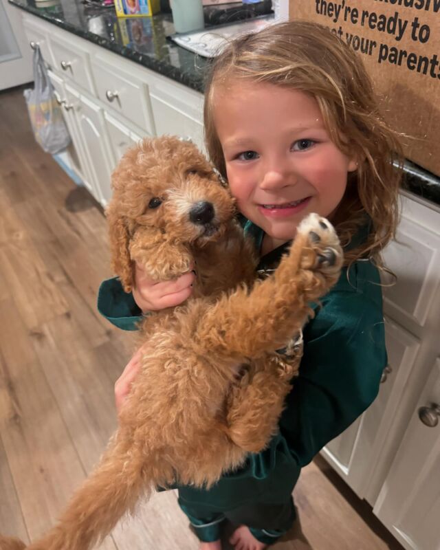 Ace! With his new family over in DFW! “These kids (and adults are in love) lol” is what they said about him! Happy y’all are enjoying each other! #lostcreeklottie #goldendoodlesf1b #goldendoodlef1b #goldendoodlepuppy #lostcreekgoldendoodles #f1bgoldendoodle #dfwdogs #newpuppy