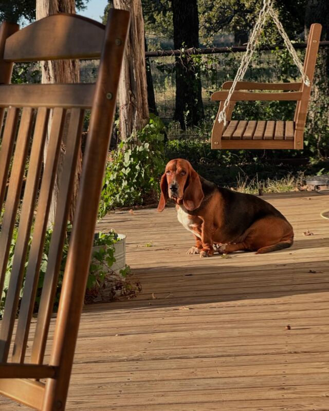 Just a porch dog. Mellie the #bassethound #basset #hounddog #snakedog #shefindsthesnakes