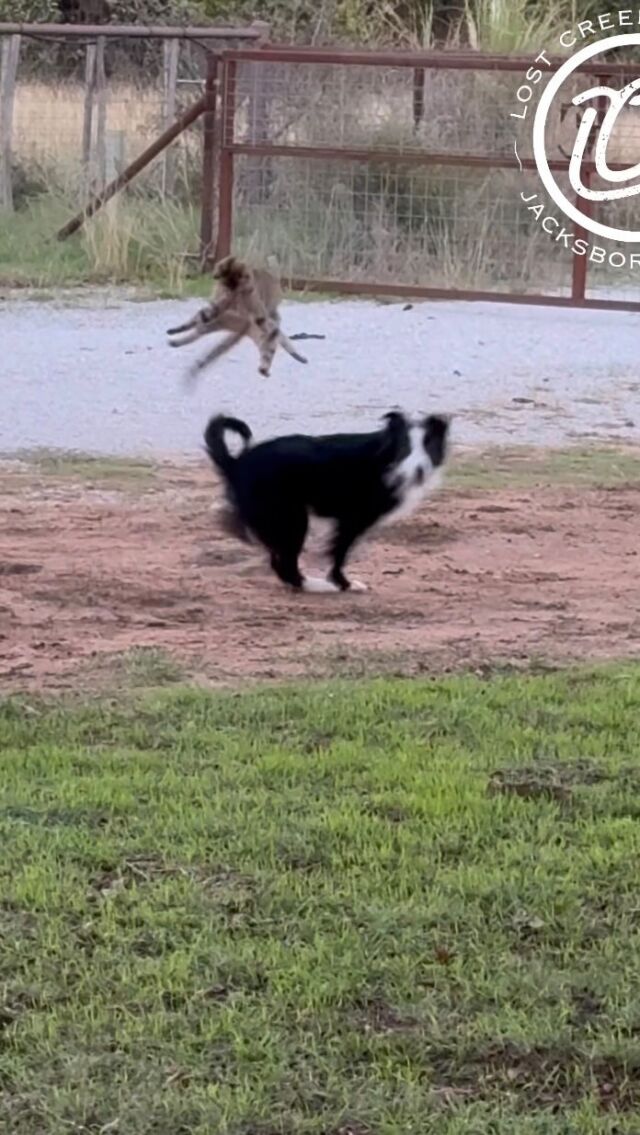 Border Collies versus the farm cat. #farmlife #lostcreekfarm #texasfarmlife #texas #farmcat #barncat #bordercollie #bordercollies #lostcreekdicey #bordercolliesofinstagram #lostcreekrosa