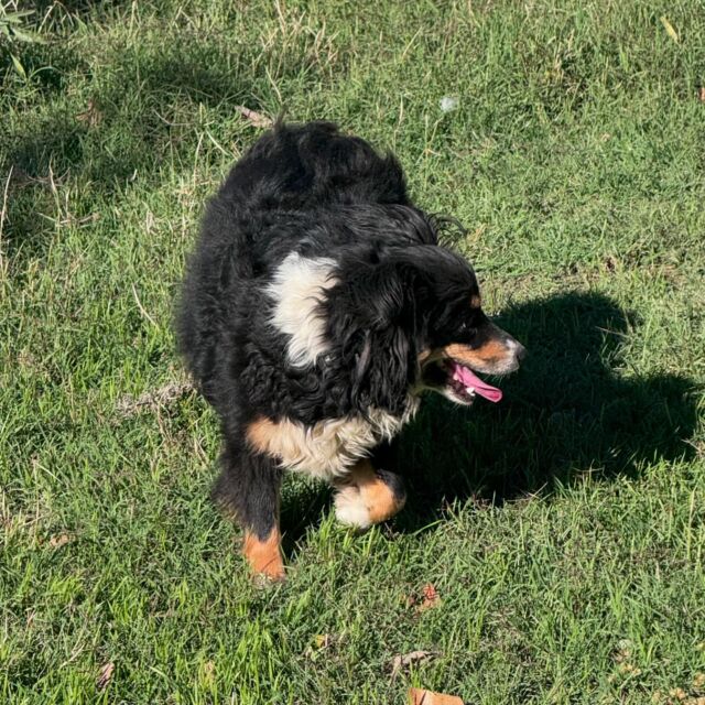 Sweet little Virgie is pregnant! This will *probably* be her last litter, so let us know if you’d like to be on the list for a mini-Auasiedoodle! Puppies are due in late December and will go home in February. They’ll be small…probably weighing between 15 and 25 pounds once full grown. #lostcreekminiaussiedoodles #miniaussiedoodle #lostcreekvirgie #miniaussiedoodlesofinstagram #doodlepuppies #littledoodles #miniaussiedoodlepuppies