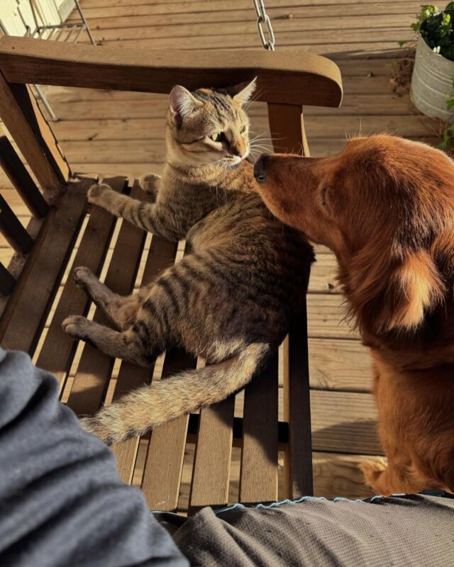 Sweet Bonbon (retired) and her good friend, the #farmcat . Bonnie was an amazing momma for us for many years and now she’s retired and lives the retired life - food, sleep, love, treats! #lostcreekbonnie #goldenretriever #goldenretrievers #retiredmomma #farmlife #barncat #mousecatcher