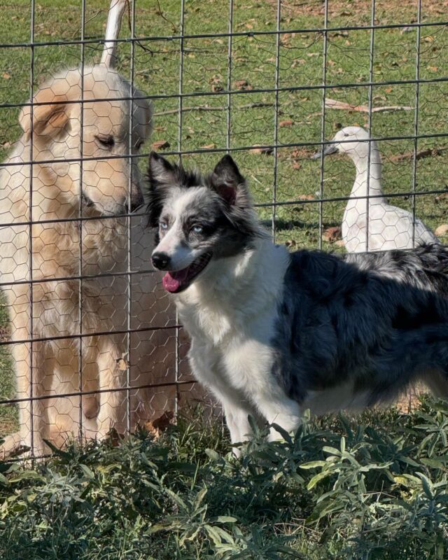 Stunning Border Collie Patsy thrives here on the farm. And, we have great news - she’s expecting a litter of F1 Bordoodles! Depending on the size of the litter, we *might* have a couple spots left for selection. Message us if you’re interested. Puppies will be parti colors as well as merle coloring and will be medium sized dogs (30-45 pounds.) Puppies are due shortly after Christmas and will be ready to go home in February. Valentine’s puppies! 💘 #lostcreekbordoodles #valentinespuppy #bordoodlesofinstagram #lostcreekpatsy #f1bordoodles #bordoodles #bordoodlepuppy