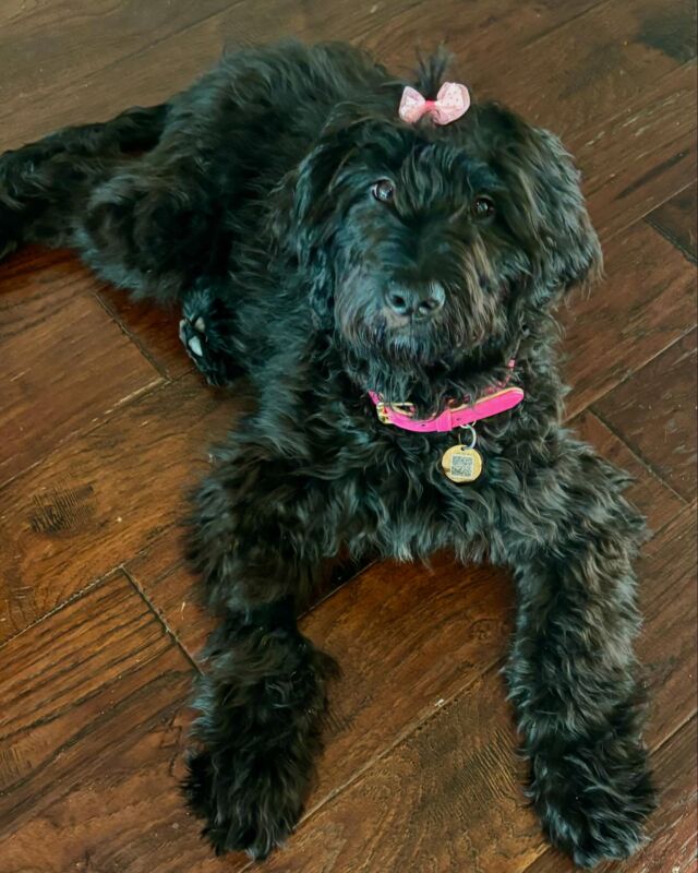 Pretty Aubrey, living the life with her family down in Austin! Aubrey is an F1 Goldendoodle. Black is a fairly uncommon color in Goldendoodles, but they’re STUNNING as they mature. This is from her momma today: “She is such a good sweet girl!!” So happy for you both!!! #lostcreekgoldendoodles #f1goldendoodle #blackgoldendoodle #blackgoldendoodlesofinstagram #lostcreekruby #goldendoodle #goldendoodlepuppy #goldendoodlef1