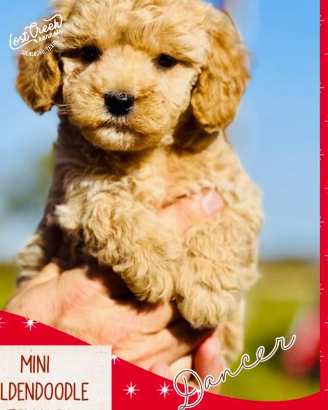 Mini-Goldendoodles! We have two spots left to select from this litter. They’ll be between 15 and 20 pounds most likely, perfect little companions! They’re smart, spunky and lovable. Ready to go home in early December. Message us for information! #lostcreekfay #minigoldendoodle #littlepuppies #lostcreekgoldendoodles #minidoodle #minidoodlesofinstagram #minigoldendoodlesofinstagram