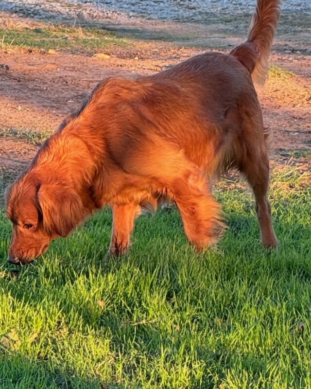 Sweet Bonnie enjoying life in retirement on the farm. She’s still queen bee around here! #lostcreekbonnie #goldenretriever #farmlife #texas