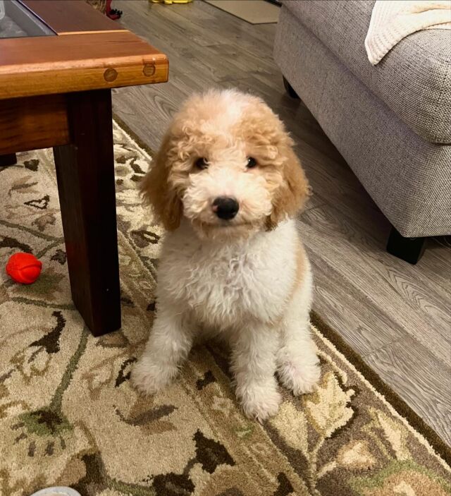 Handsome Percy! He’s an F1b Goldendoodle living with his family down on the Texas Gulf Coast! What a lucky puppy! Btw, we’re having ONE MORE LITTER with Lottie! Message us for info! #lostcreekgoldendoodles #lostcreeklottie #f1bgoldendoodle #goldendoodlepuppy #doodlepuppy #goldendoodlesofinstagram