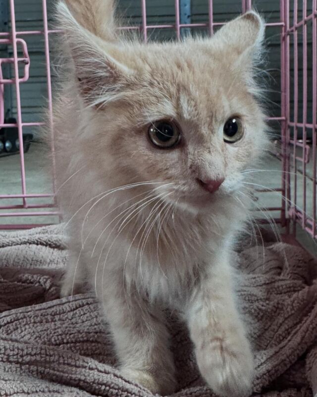 Newest addition to the farm. Meet Javi, the #farmcat . #barncat #farmlife