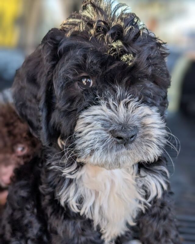 Two male, mini-Bernedoodle puppies in Houston need families! Message us for details. They’ll be 35-45 pounds most likely…wonderful puppies! #minibernedoodle #bernedoodlepuppy