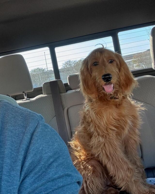 Look who came for a visit! Carl, the F1 Goldendoodle from Austin! Little bit of training while here and maybe, just maybe, a piece of turkey! 🦃 #lostcreeksally #lostcreekgoldendoodles #f1goldendoodle #goldendoodle #goldendoodlesofinstagram