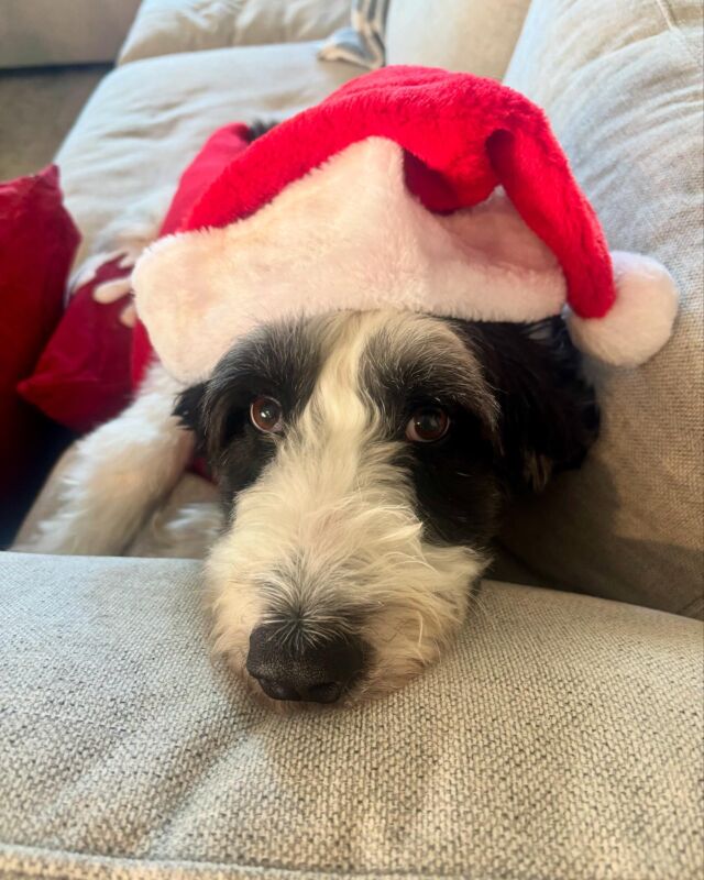 Sadie! She’s a Bordoodle from Rosa & John Henry. What a sweet girl, getting ready for Christmas! #bordoodle #lostcreekbordoodles #bordoodlesofinstagram #lostcreekrosa