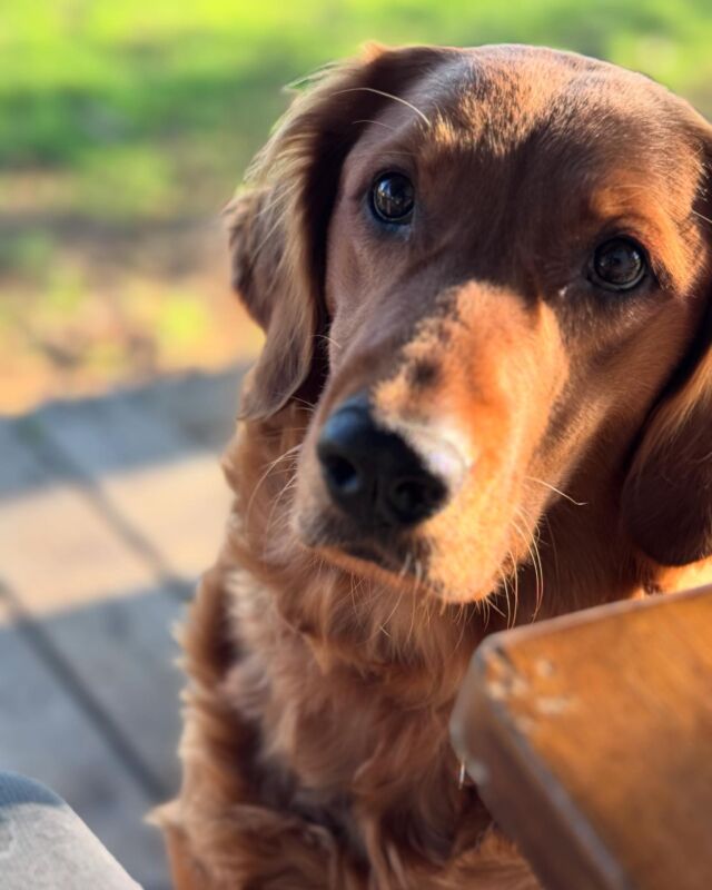 Sweet Ruby. She’s one of only a couple dogs that get to share my morning coffee with me! 🤣 🤪 ☕️ #retiredmomma #lostcreekruby #goldenretriever #farmlife #mansbestfriend