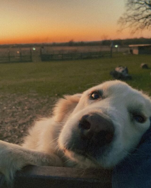 Good evening, from Duke! #guardiandog #livestockguardiandog #greatpyrenees #pyr #protector