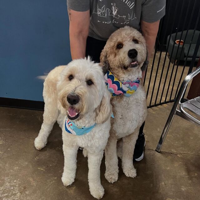 Dirk and Beau! This was from Dirk’s 4th birthday party last month! He’s a standard English Goldendoodle. Beau is a standard Bernedoodle, with light coloring. #lostcreekgoldendoodles #brothers #brothersfromanothermother #doodlelife