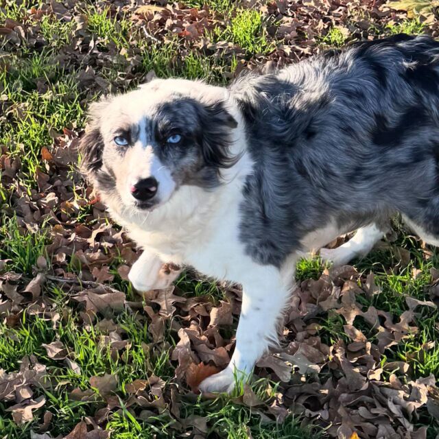 Patsy, the pretty Border Collie! Beautiful coat and gorgeous blue eyes. The other girls are kinda jealous of her! #bordoodlemomma #lostcreekpatsy #bordercollie #bordercolliesofinstagram