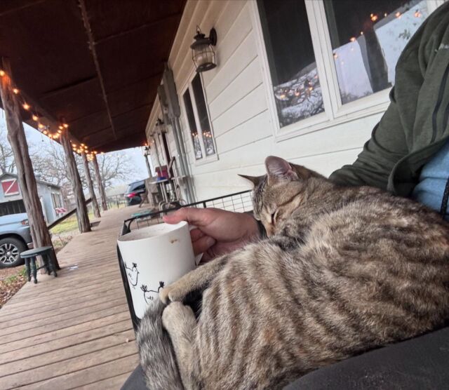 I’m just trying to enjoy my morning coffee, kitty cat. #farmlife #farmcat #barncat #notsoferal #morningcoffee #morningcoffee☕️ #texasmorning #coffeeontheporch