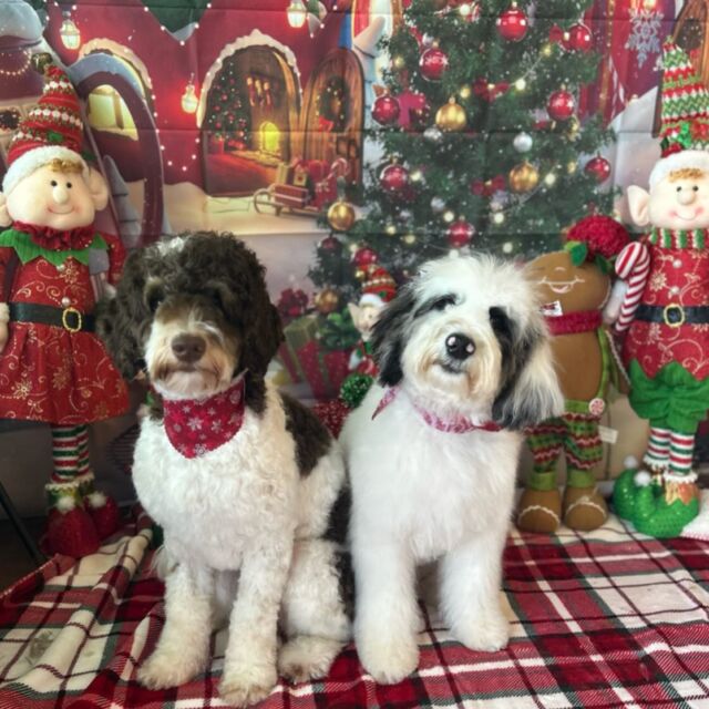 Looks like Oreo and Ellie had a good Christmas! #christmasdoodles #lostcreekamds #lostcreekmaggie #australianmountaindoodle