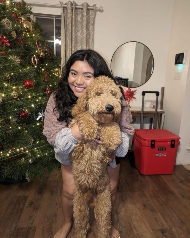 Hendrix! His momma said he got to go to the beach over the holidays and that he LOOOOVES the water. Most Doodles will enjoy water if you expose them early! Keep that in mind if you like to swim, go to the lake, boat, etc! #lostcreeklottie #f1bgoldendoodle #goldendoodle #goldendoodlef1b #lostcreekgoldendoodles