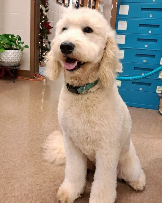 This is Dede! She’s an F1 English Cream Goldendoodle living up in Tennessee! (Dorothy X George Grimes) This is what her momma said about her : “DEDE CUILLIN - HER FIRST CUT! She had a glamours day. She did so well. She is 9.5 months old weighs just at 50 pounds. She is lovely. Very dense coat and a full busy tail like Michele thought she would have. She is so well mannered! She does love being a TomBoy
The more mud and water the happier She is!!” So happy she’s enjoying life in Tennessee! And hope she understands her dad’s Scottish accent!! #lostcreekdorothy #englishcream #englishcreamgoldendoodle #standardgoldendoodle #goldendoodle