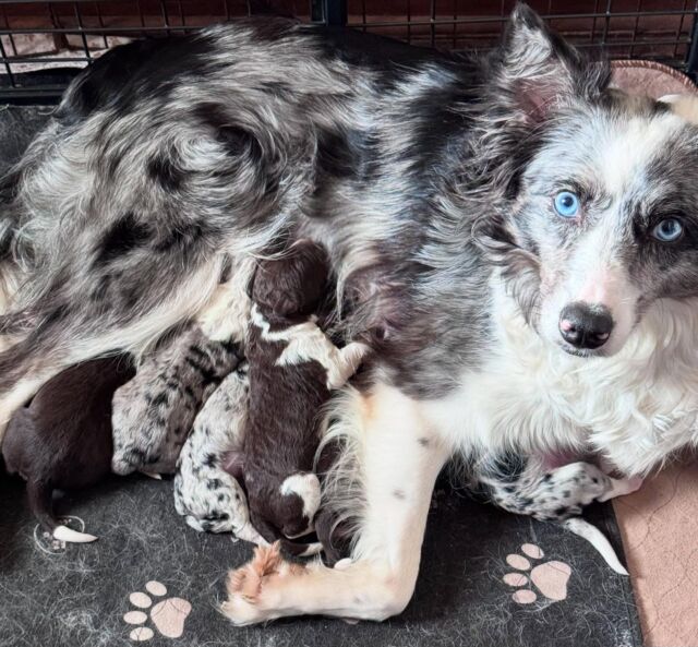 #lostcreekpatsy #bordoodles #lostcreekbordoodles #blueeyebordercollie #bluemerle