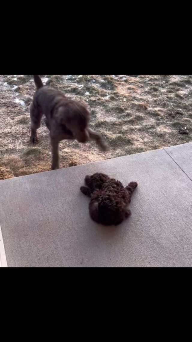 Lainey went home last week to her new family and brother from another litter! (Maverick, also a Tequila X Uncle Jack F1b English Labradoodle.) She lives in Wisconsin 🥶. Her family says her brother LOVES the snow. Lainey’s not quite used to it yet. 😂 And yes, they all LOVE @laineywilson !#lostcreeklabradoodles #laineywilson #outofoklahoma #lostcreektequila #englishlabradoodle #labradoodlepuppy #labradoodle #chocolatelabradoodle #labradoodlesofinstagram #labradoodles