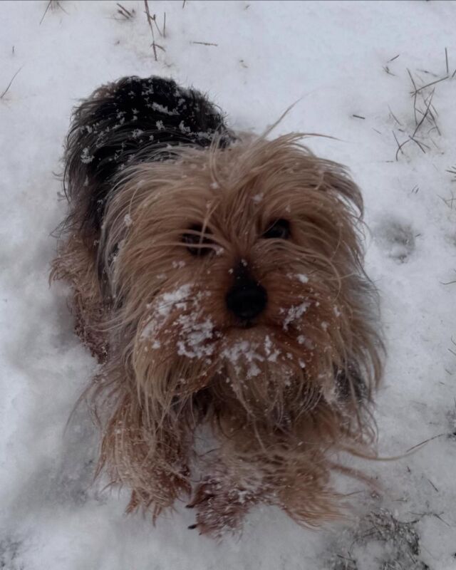 Peaches, the tiny Yorkie! #lostcreekpeaches #yorkshireterrier #yorkies #lostcreekyorkiepoos #yorkiesofinstagram #yorkieinthesnow