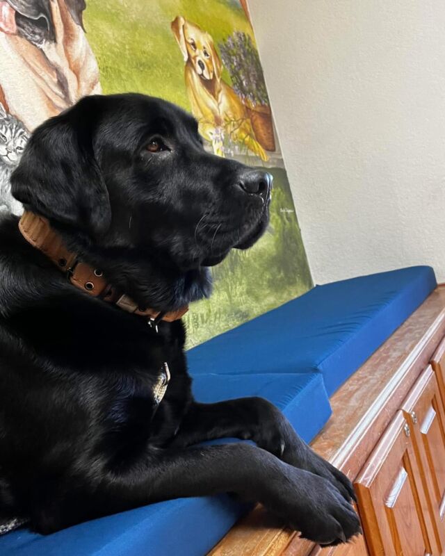 Handsome Duke. Black English Lab, loves his life with his family! And he can’t stay out of the pond!! We’ll have more AKC English Labs this year! #lcklabs #englishlab #englishlabrador #blacklab #blacklabrador #blockystockyandcalm #blockyhead #mansbestfriend