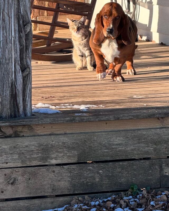 Two farm favorites! Kitty cat finds mice 🐁 and Mellie the #bassethound is pretty good at finding snakes 🐍 ! #farmfriends #farmlife #hounddog #farmcat #barncat