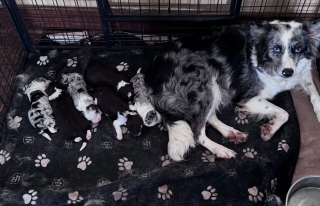 Border Collie mommas are amazing. They can have a litter and 10 minutes later the whelping area is clean, babies are clean and they’re all lined up. All in order. Some mommas are a hot mess. They love their puppies, but it’s chaos in the box! 🤣 #lostcreekpatsy #bordercollie #bordercolliesofinstagram #bordoodles #borderdoodle #bordoodlesofinstagram #lostcreekbordoodles