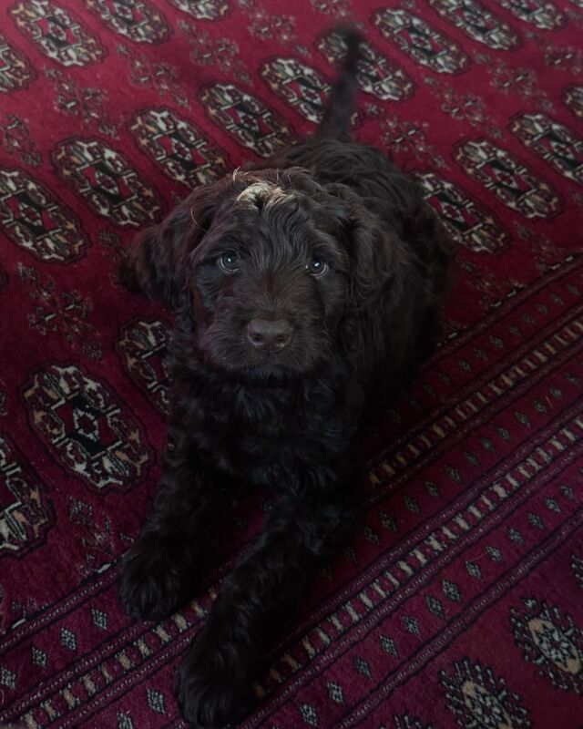 Theodore! He lives with his family in New York. Hope he’s getting used to the colder weather! 🥶 The last picture is his new sister, Piper. She’s not a fan of his yet… 🤣 #newyork #lostcreeklabradoodles #lostcreektequila #englishlabradoodle #labradoodle #labradoodlepuppy #labradoodlesofinstagram